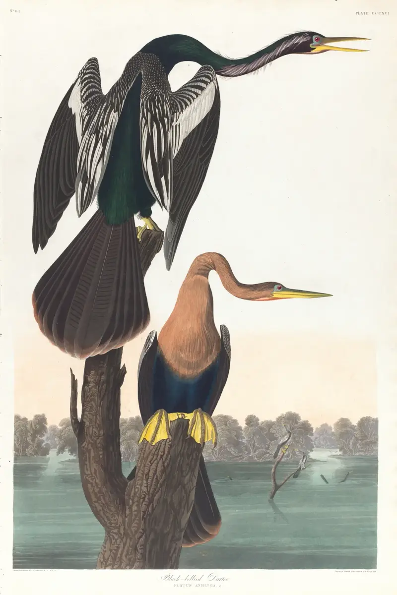 Darter czarnobrzuchy, John James Audubon