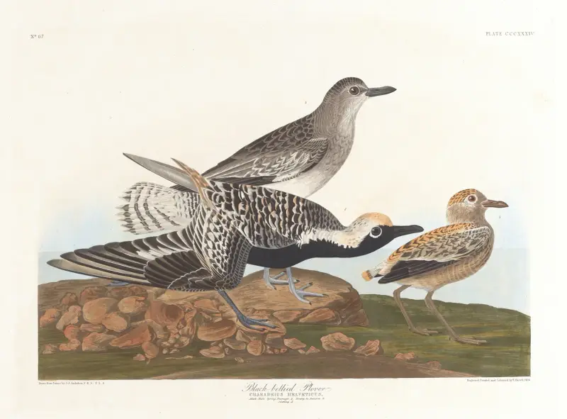 Black-belled plover av John James Audubon