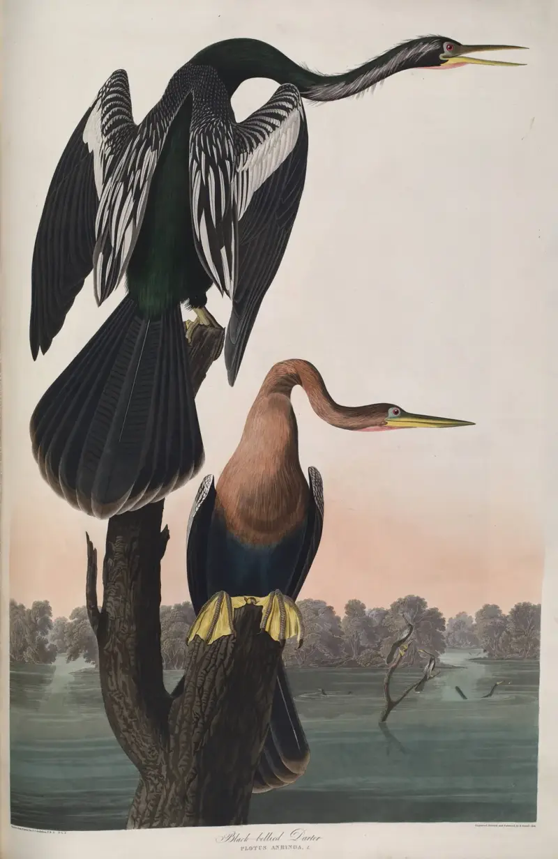 Black-bellied Darter av John James Audubon