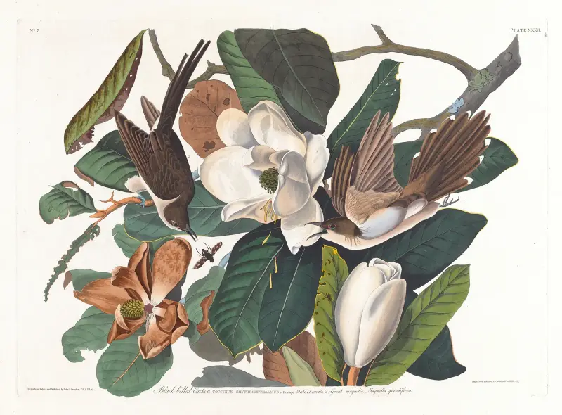 Black-billed cuckoo av John James Audubon