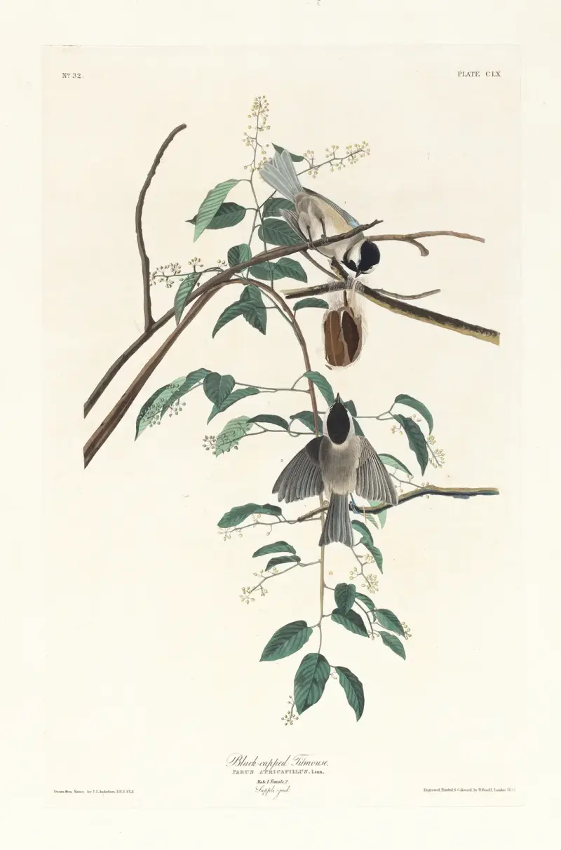 Schwarzkopfmeise von John James Audubon