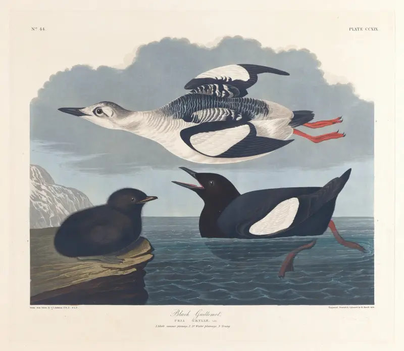 Czarna alk, John James Audubon