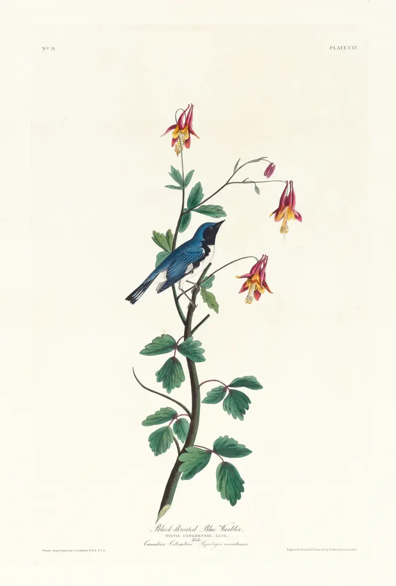 Black-throated blue warbler av John James Audubon
