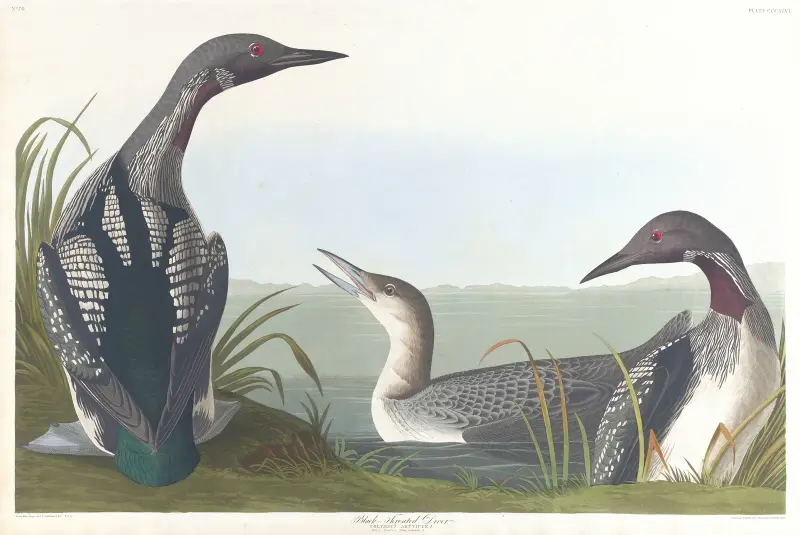 Black-throated diver av John James Audubon