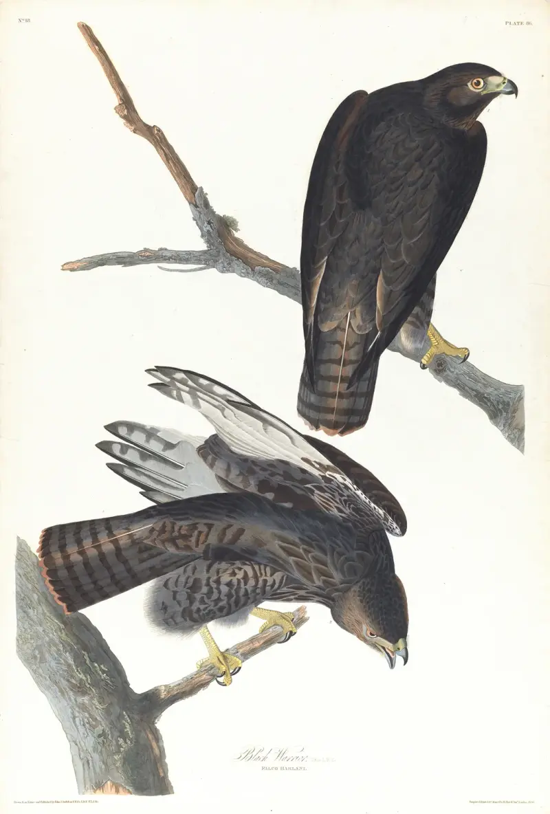 Schwarzer Krieger von John James Audubon