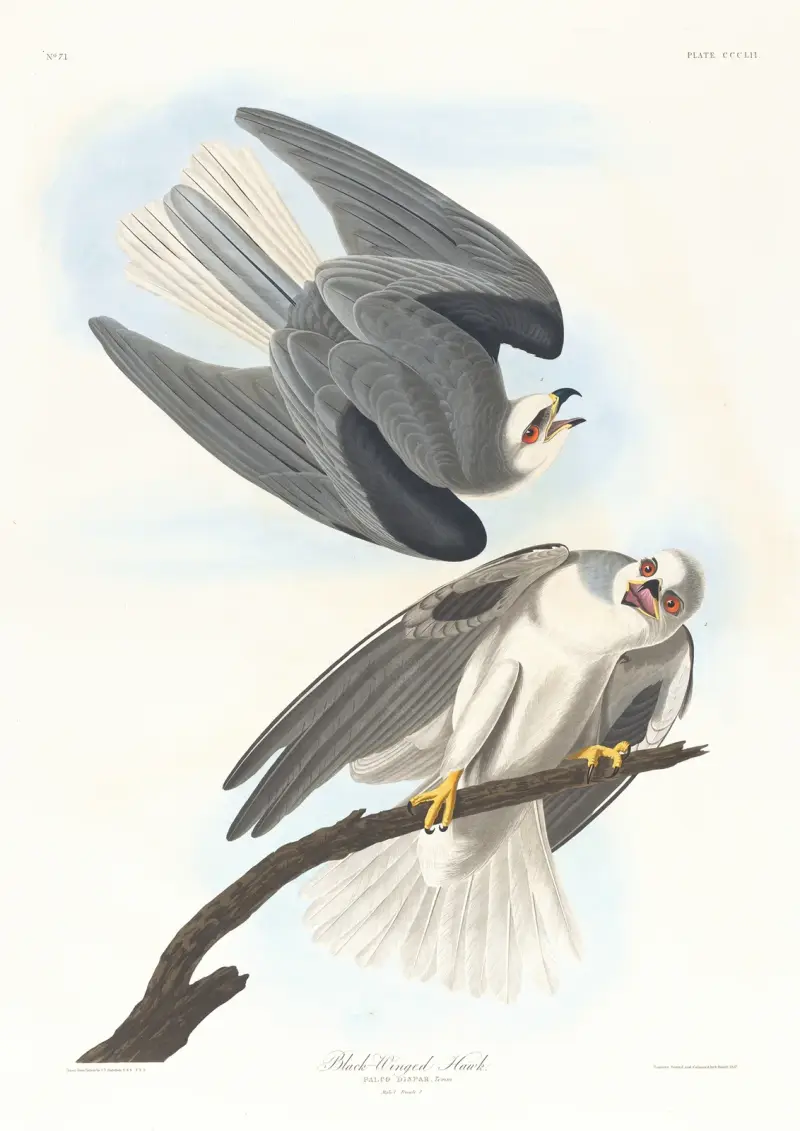 Black-winged hawk av John James Audubon