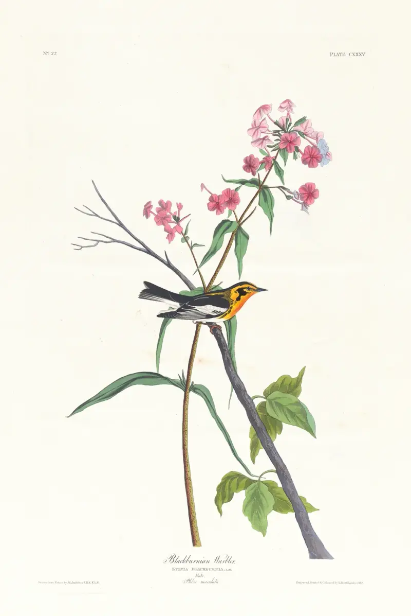 Blackburnian warbler, John James Audubon
