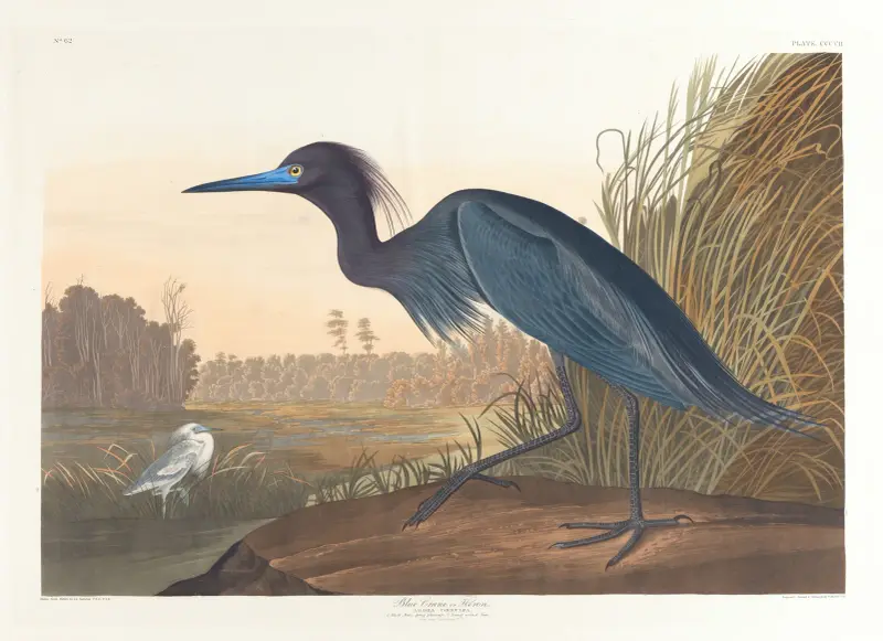 Niebieski żuraw lub czapla, John James Audubon