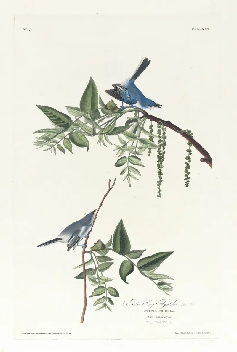 Blue grey flycatcher av John James Audubon