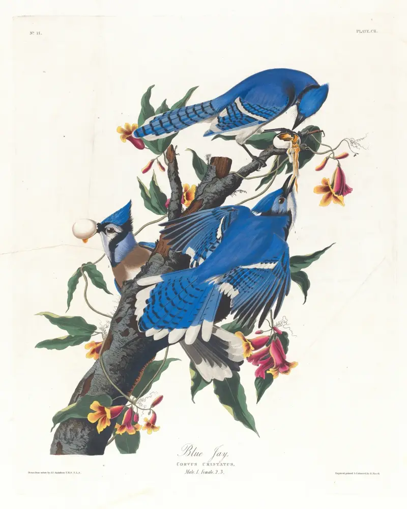 Blue jay av John James Audubon