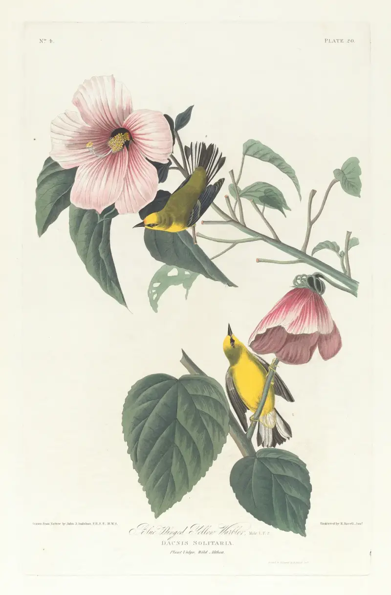 Blue winged yellow warbler, 1827 – nr 2 av John James Audubon