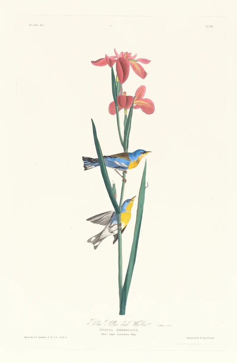 Blue yellow back warbler von John James Audubon