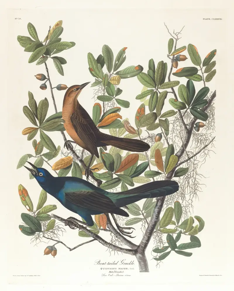 Boat-tailed grackle, John James Audubon