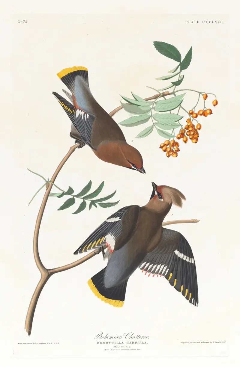 Bohemian chatterer av John James Audubon
