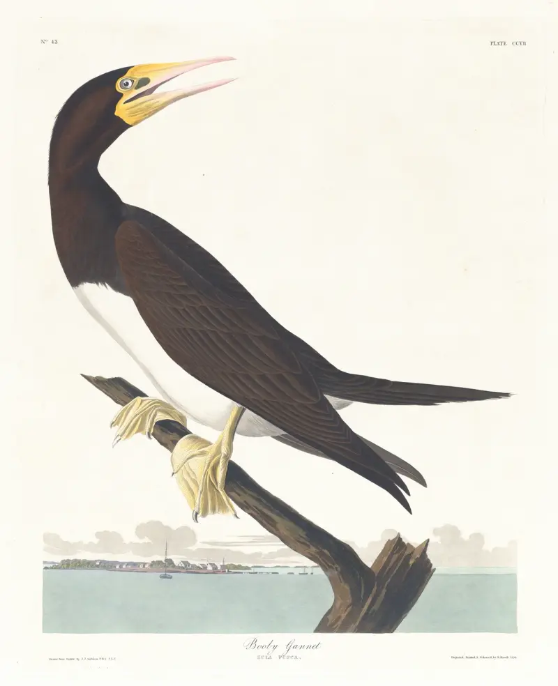 Booby gannet av John James Audubon