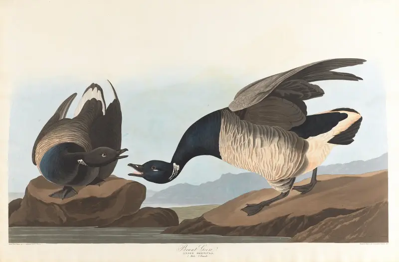 Brant goose av John James Audubon