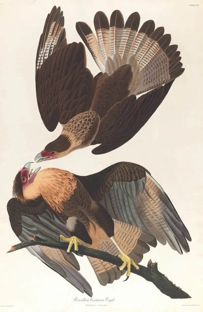 Brasilian caracara eagle av John James Audubon