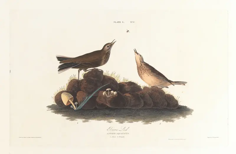 Brown lark av John James Audubon