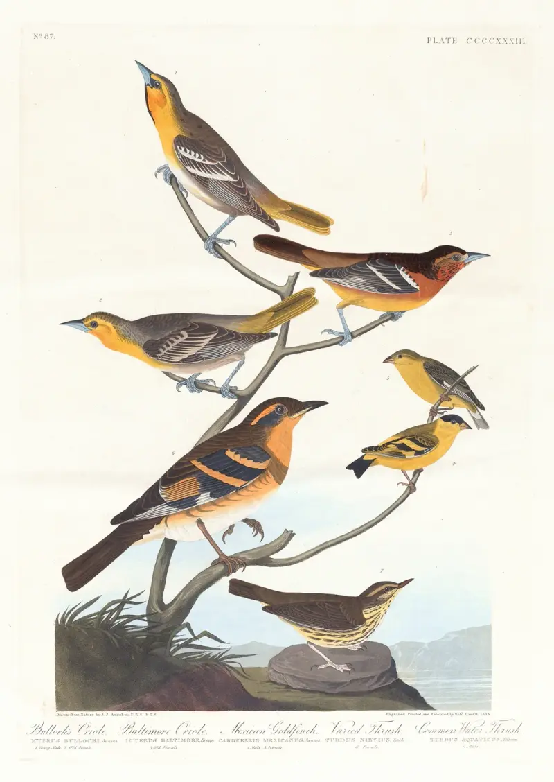 Bullocks oriol. Baltimoreoriol. Mexikansk guldfink. Varierad trast. Vanlig vattentrast av John James Audubon
