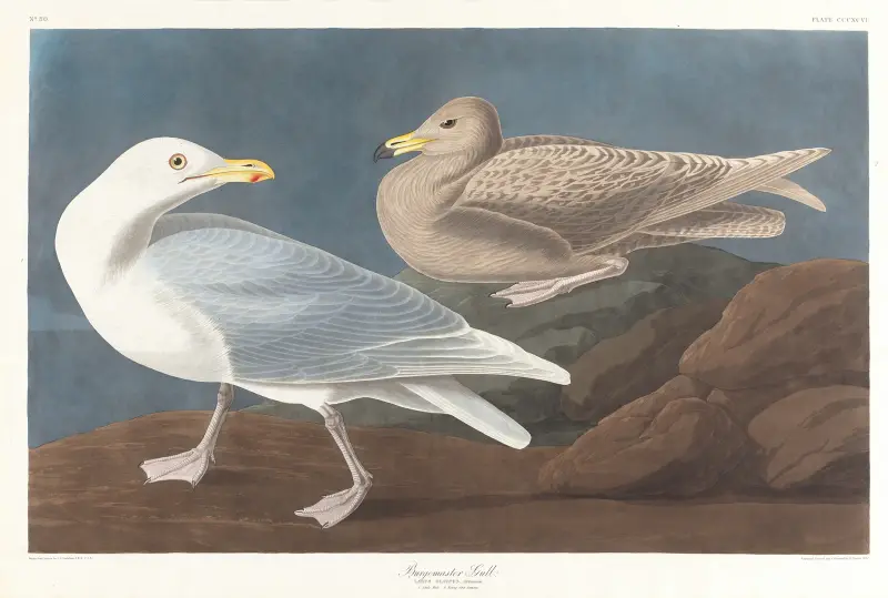 Burgomaster gull av John James Audubon