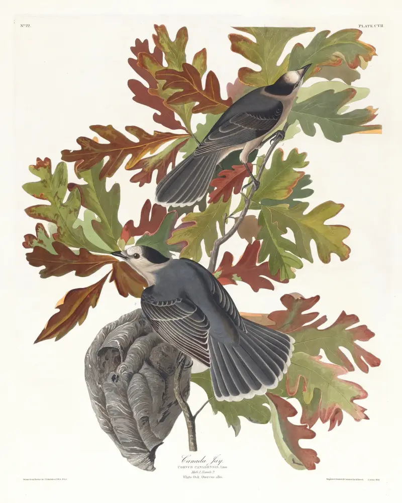 Kanadische Meise von John James Audubon