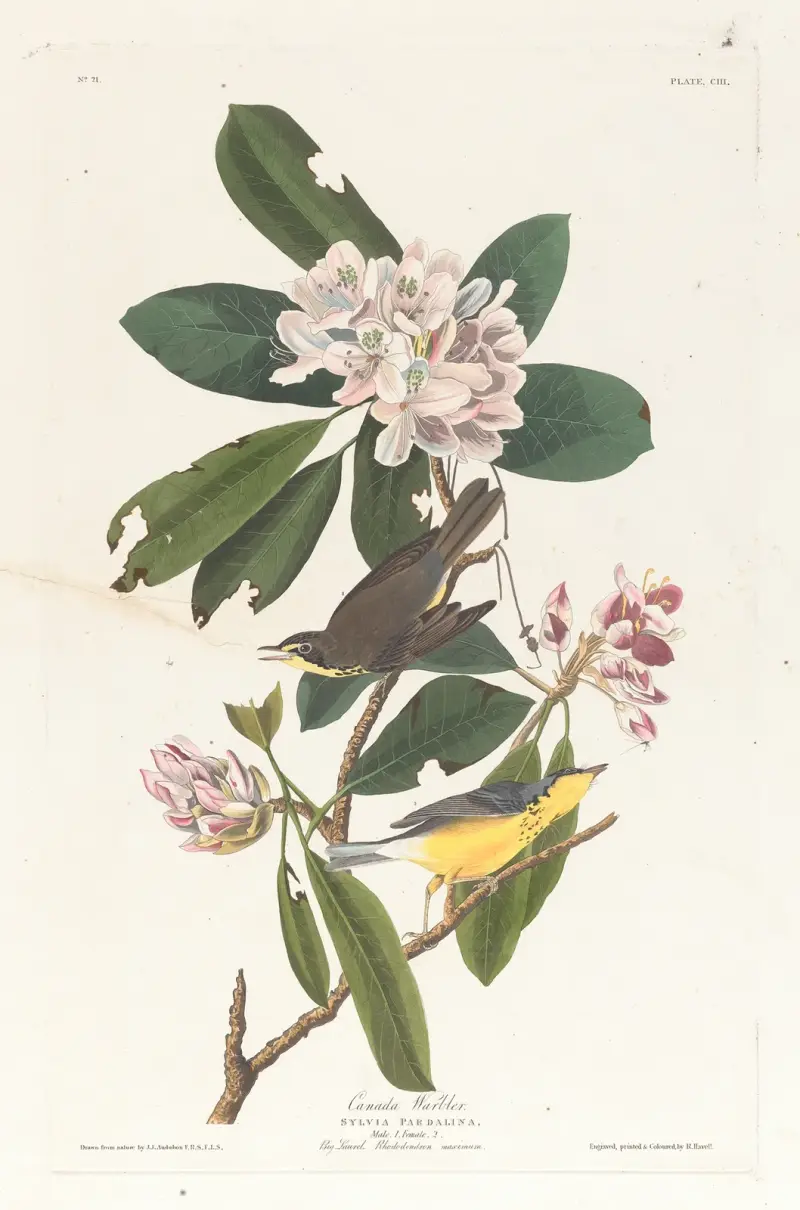 Canada warbler av John James Audubon
