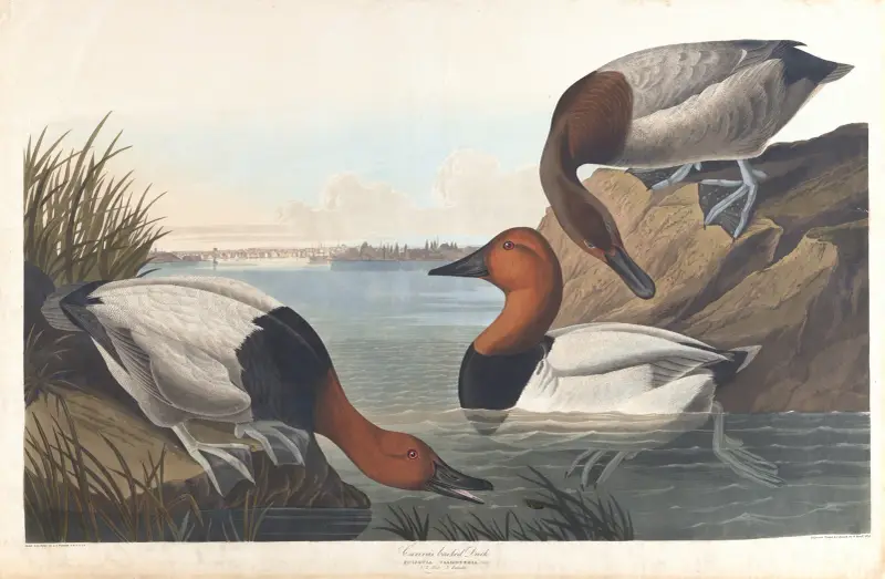 Canvasbackand von John James Audubon