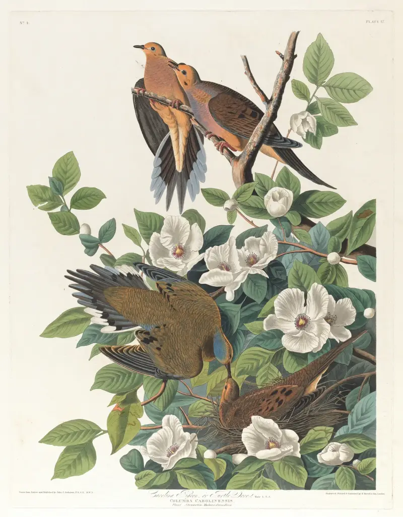 Karolinaduva eller turturduva av John James Audubon