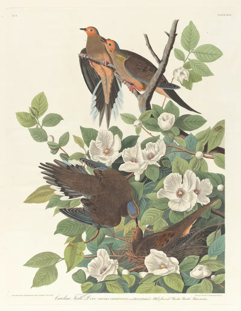 Carolina turtle dove av John James Audubon