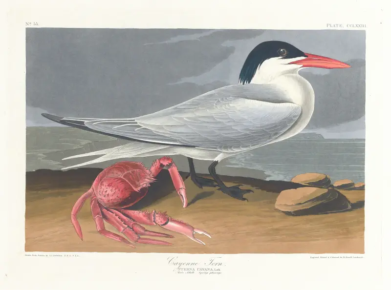 Rybitwa cayenneńska, John James Audubon