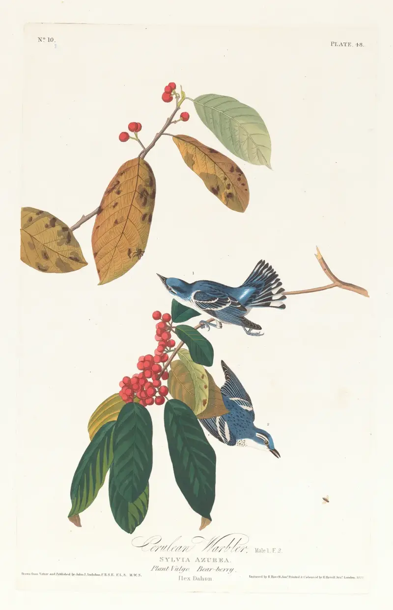 Cerulean warbler von John James Audubon