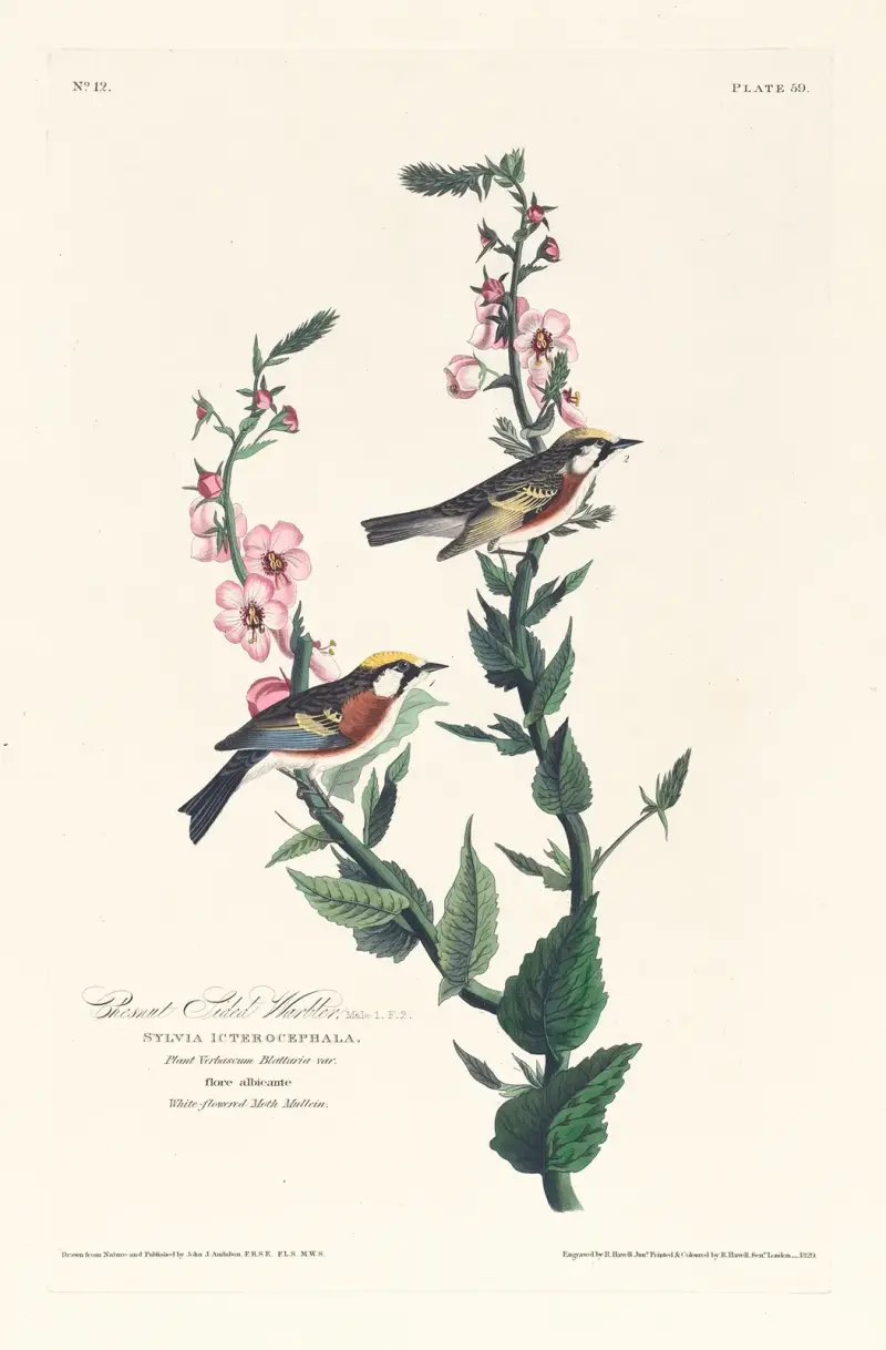 Kastanjesänger von John James Audubon