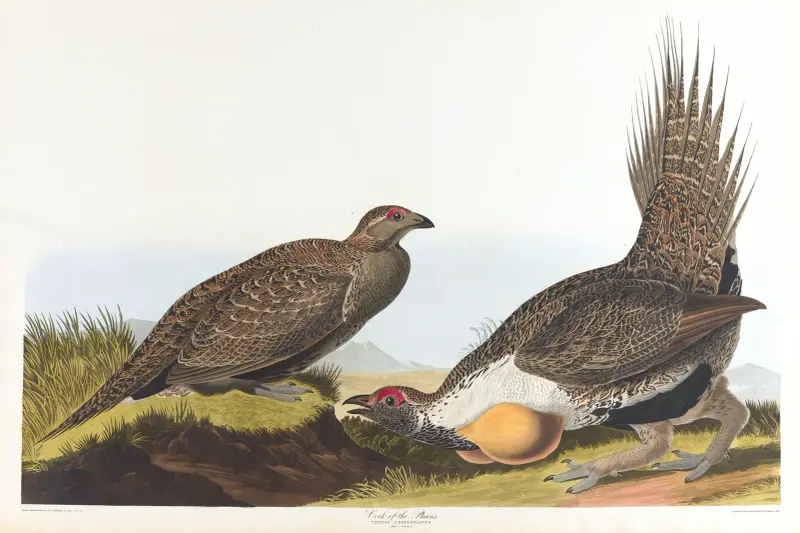 Cock of the plains av John James Audubon