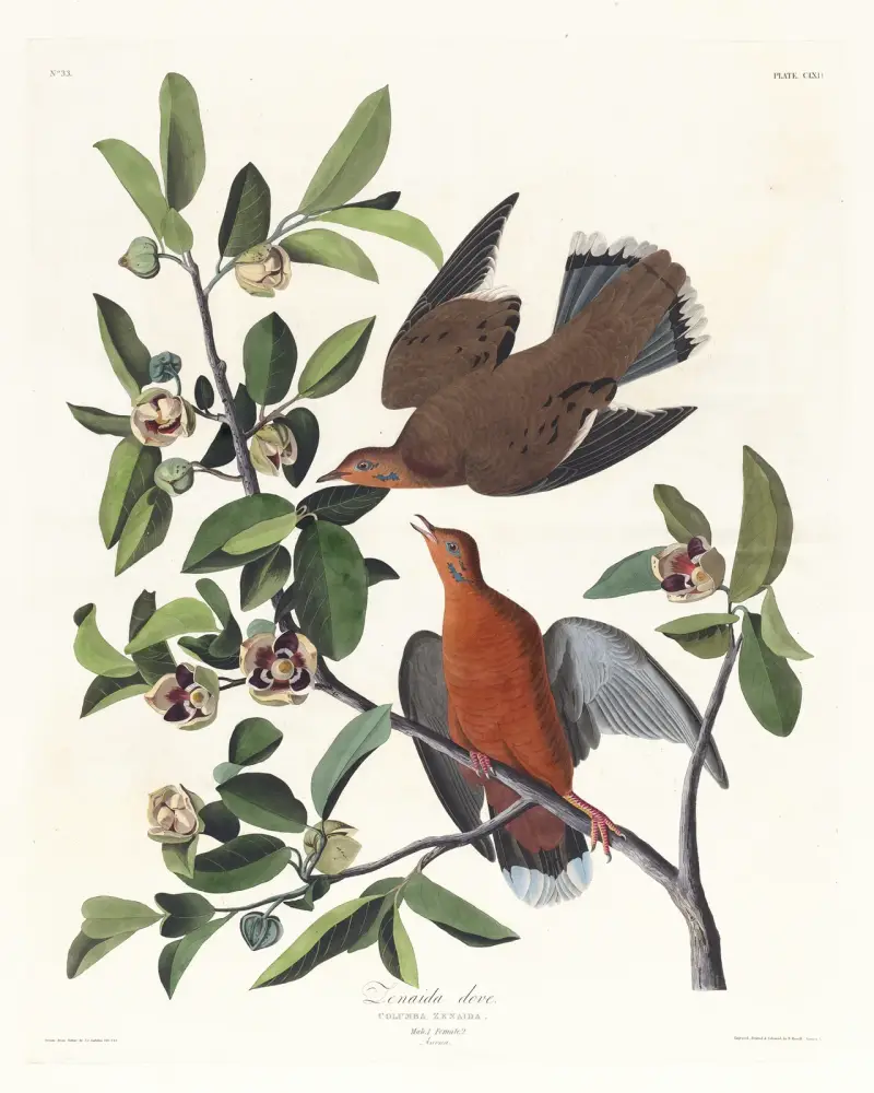 Columba zenaida av John James Audubon