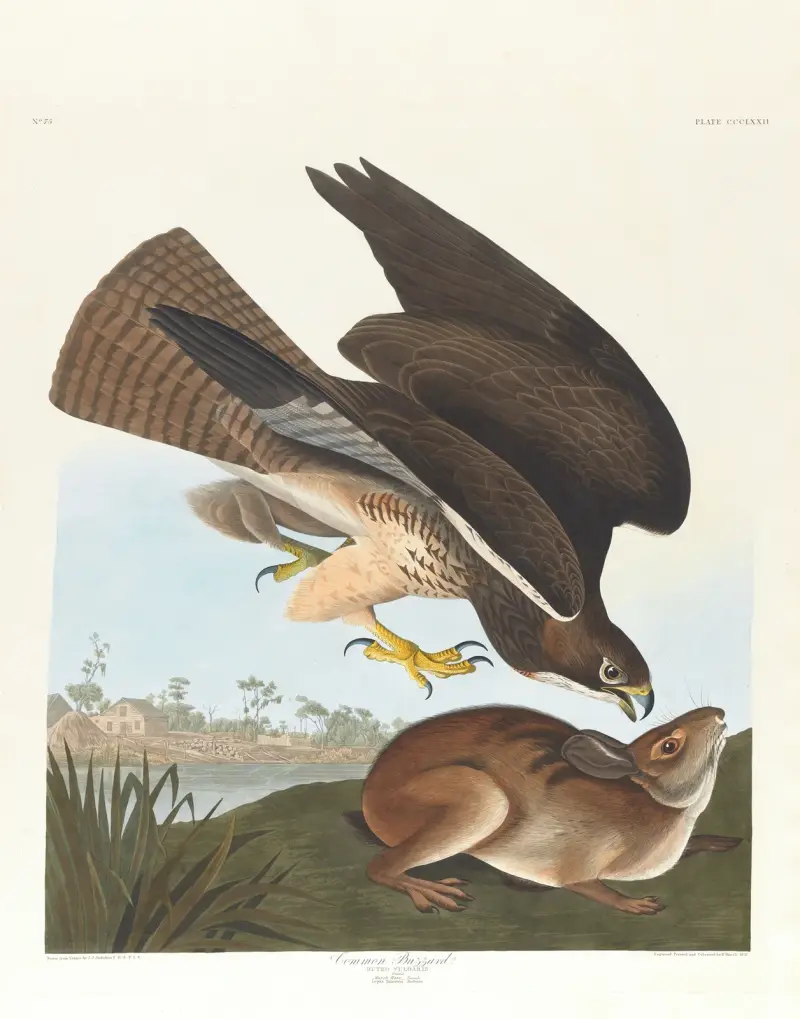Common buzzard av John James Audubon