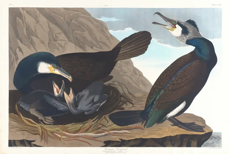 Common cormorant av John James Audubon