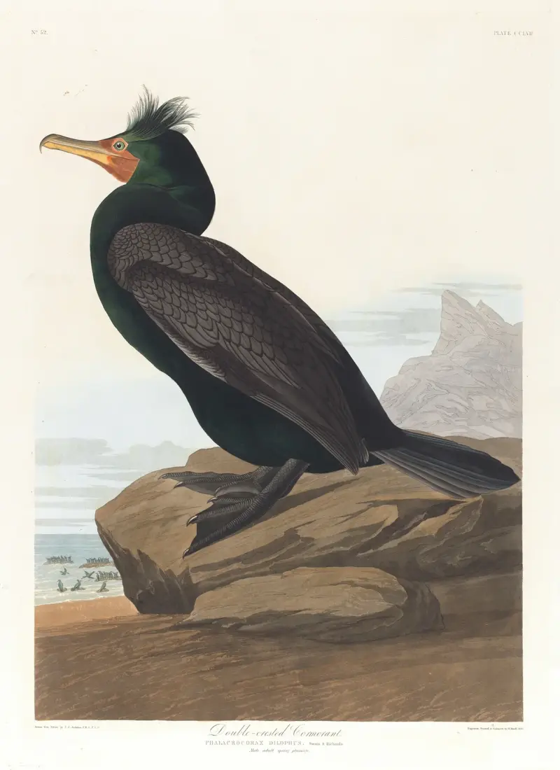 Double-crested cormorant av John James Audubon