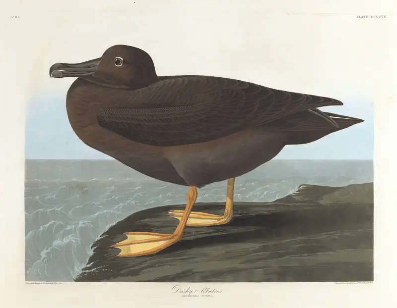 Dusky albatros av John James Audubon