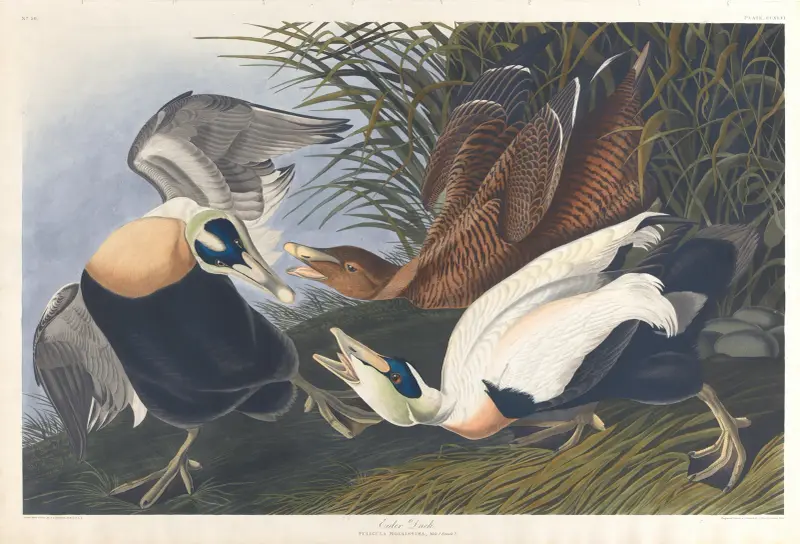 Eider duck av John James Audubon