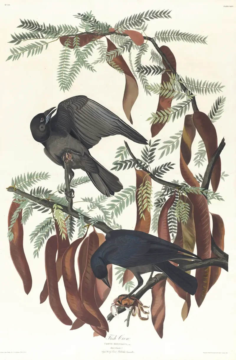 Fish crow av John James Audubon