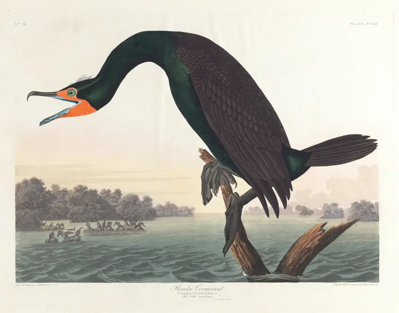 Kormoran florydzki, John James Audubon