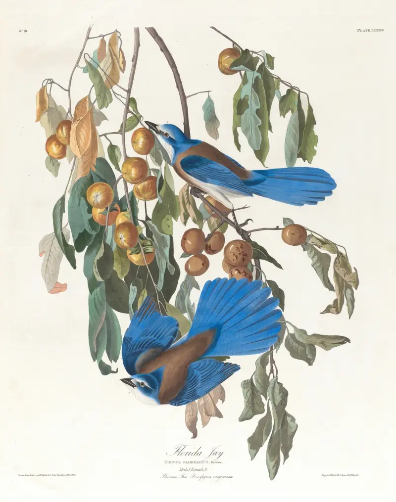 Florida jay av John James Audubon