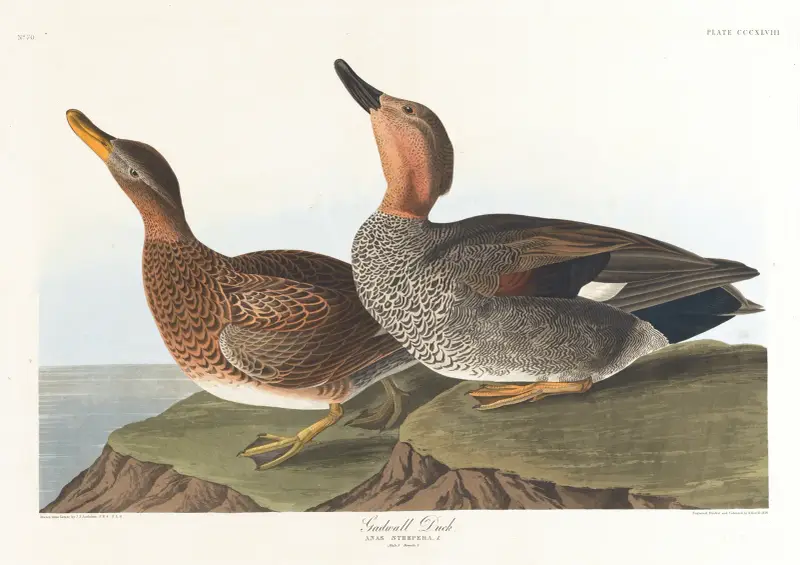 Gadwall duck von John James Audubon