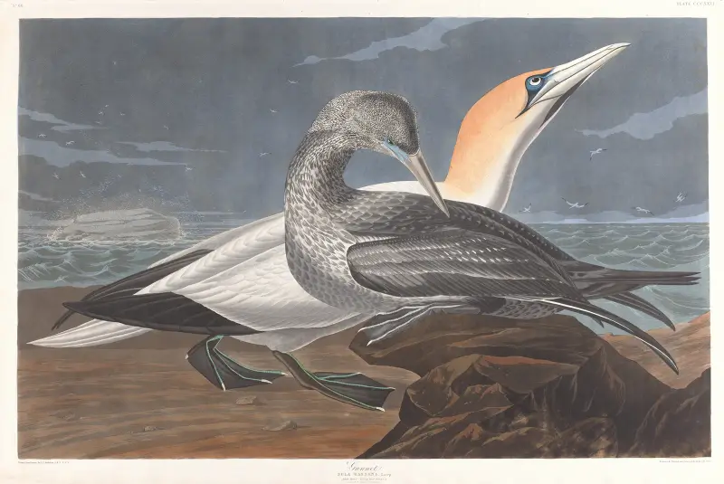 Basstölpel von John James Audubon