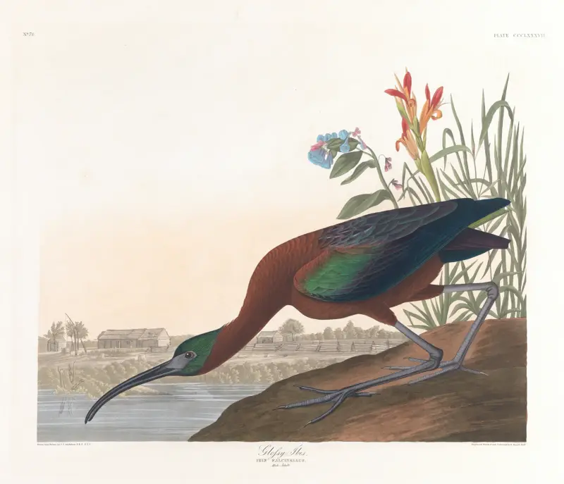 Glossy ibis von John James Audubon