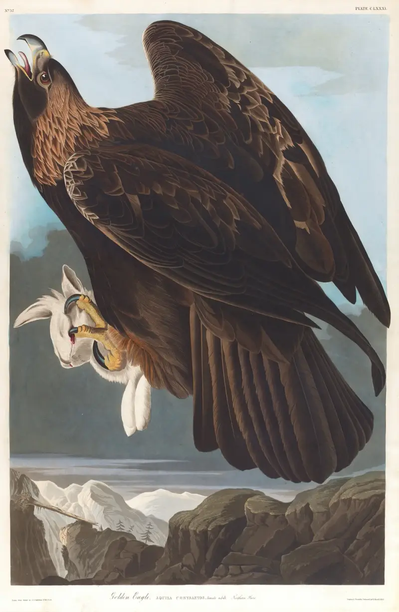 Golden eagle av John James Audubon