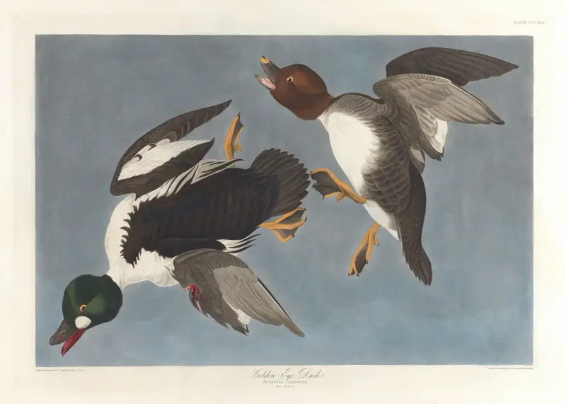Knipa (Fuligula clangula) av John James Audubon