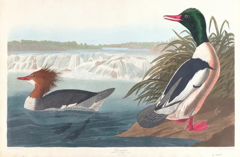 Goosander av John James Audubon