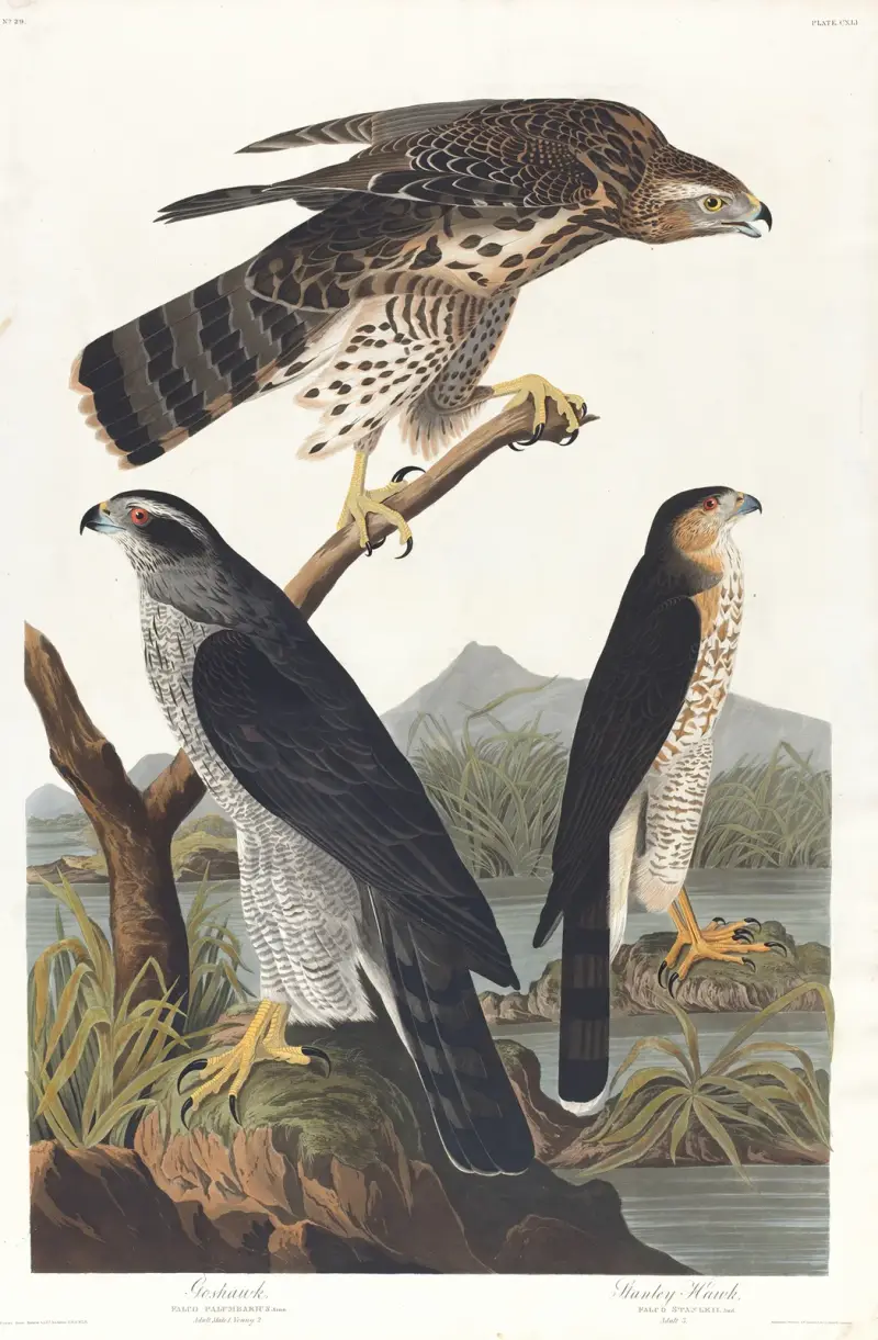 Goshawk, Stanley hawk av John James Audubon