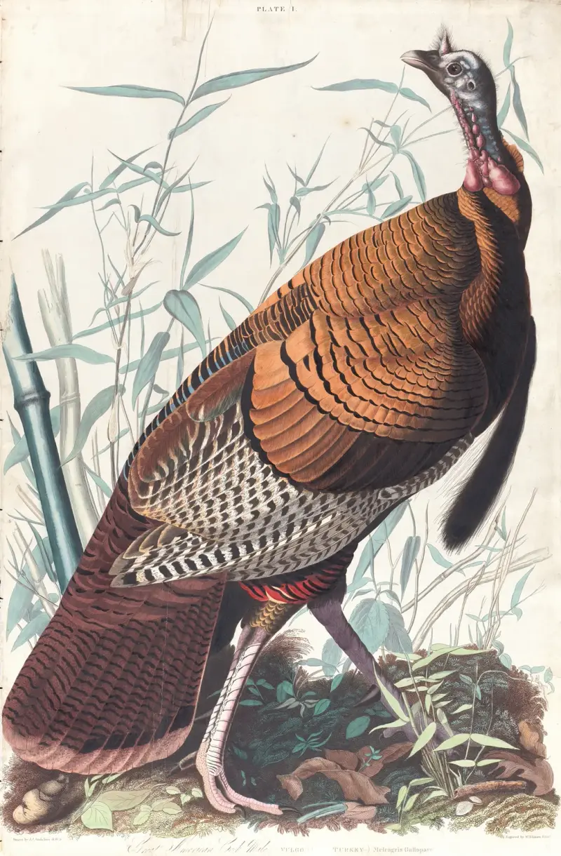 Großer amerikanischer Hahn von John James Audubon